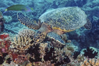 Underwater photo of Hawksbill sea turtle (Eretmochelys imbricata) eating corals, Hurghada, Red Sea,