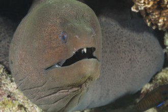 Underwater photo close-up of giant moray eel (Gymnothorax javanicus) predator looking out of cave