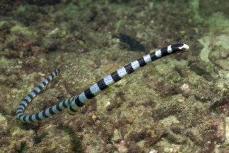 Sea snake (Laticauda colubrina) swimming through coral reef lambing for prey, Andaman Sea, Indian