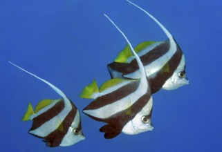 Underwater photo of three specimens of bannerfish (Heniochus diphreutes) swimming in blue sea,