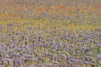 Phacelia (Phacelia tanacetifolia) and Common field poppy (Papaver rhoeas) red wildflower flowers in