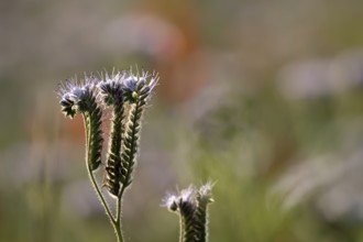Phacelia (Phacelia tanacetifolia) flower in summer, England, United Kingdom