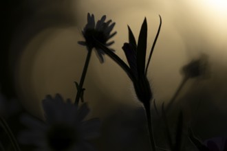 Oxeye daisy (Leucanthemum vulgare) and Corncockle (Agrostemma githago) silhouette of wildflower
