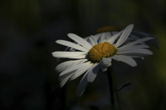 Oxeye daisy (Leucanthemum vulgare) flower in summer, England, United Kingdom