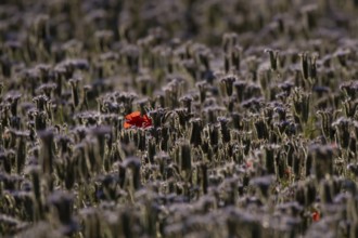 Phacelia (Phacelia tanacetifolia) field of flowers with Common field poppy (Papaver rhoeas) red