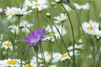 Oxeye daisy (Leucanthemum vulgare) and Corncockle (Agrostemma githago) wildflower flowers in a