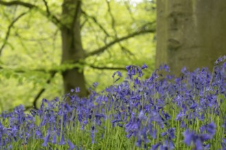 Common or English bluebell (Hyacinthoides non-scripta) carpet of blue wildflowers in a woodland in