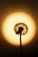 Dandelion (Taraxacum officinale) silhouette of a wildflower seedhead clock at sunset in summer,