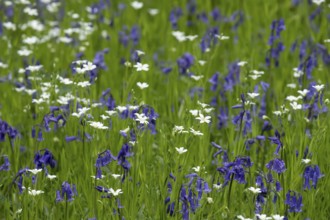 Common or English bluebell (Hyacinthoides non-scripta) and Greater stitchwort (Stellaria holostea)