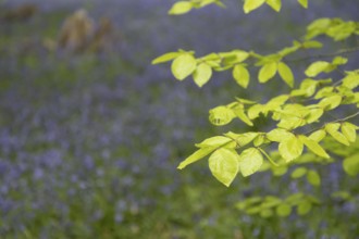 Common beech tree (Fagus sylvatica) leaves in front of Common or English bluebell (Hyacinthoides