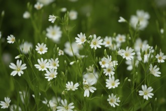 Greater stitchwort (Stellaria holostea) carpet of white wildflowers in a woodland in spring,