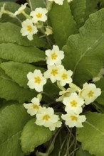 Wild primrose (Primula vulgaris) wildflower flowers in a woodland in spring, England, United