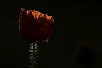 Common field poppy (Papaver rhoeas) red wildflower flower backlit in summer, England, United
