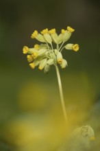 Cowslip (Primula veris) yellow wildflower flower in spring, England, United Kingdom