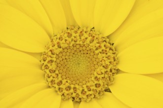 Corn marigold (Glebionis segetum) single yellow wildflower flower in summer, England, United