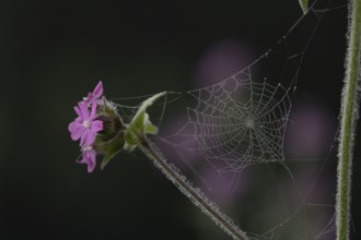 Red campion (Silene dioica) wildflower flowers with a spiders web in spring, England, United