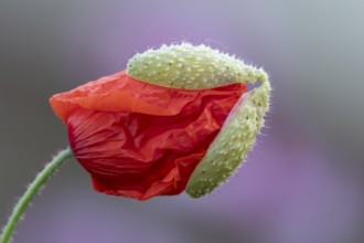 Common field poppy (Papaver rhoeas) red wildflower flower bud in summer, England, United Kingdom