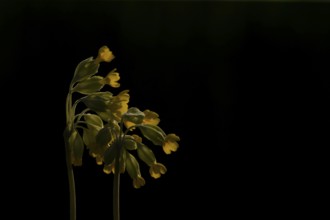 Cowslip (Primula veris) wildflower flowers backlit in spring, England, United Kingdom