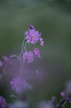 Red campion (Silene dioica) wildflower flowers in spring, England, United Kingdom