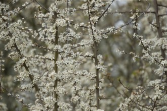Blackthorn tree (Prunus spinosa) white blossom flowers in spring, England, United Kingdom