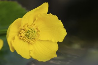 Marsh marigold or Kingcup (Caltha palustris) single yellow wildflower flower in spring, England,