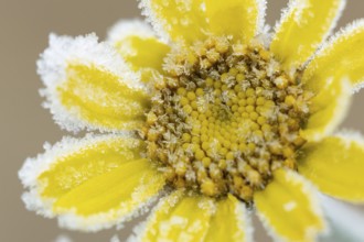 Corn marigold (Glebionis segetum) single yellow wildflower flower covered in frost in winter,