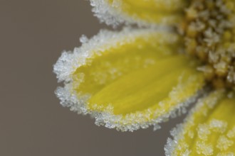 Corn marigold (Glebionis segetum) single yellow wildflower flower petals covered in frost in