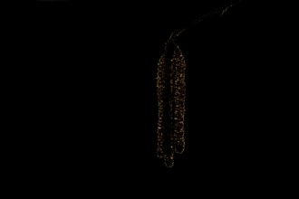 Hazel tree (Corylus avellana) catkins backlit in spring, England, United Kingdom