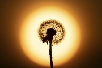 Dandelion (Taraxacum officinale) silhouette of a wildflower seedhead clock at sunset in summer,