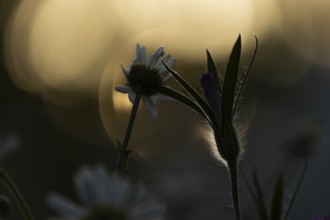 Oxeye daisy (Leucanthemum vulgare) and Corncockle (Agrostemma githago) wildflower flowers at sunset