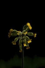 Cowslip (Primula veris) wildflower flower backlit in spring, England, United Kingdom