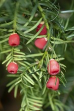 Common yew tree (Taxus baccata) red berries in autumn, England, United Kingdom