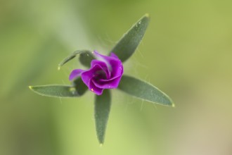 Common corncockle (Agrostemma githago) single pink wildflower flower in summer, England, United