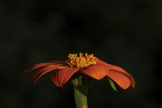 Mexican sunflower (Tithonia spp) 'Goldfinger' garden annual orange flower in summer, England,
