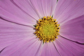 Cosmos garden pink flower close of of its centre in summer, England, United Kingdom