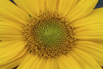 Annual sunflower (Helianthus annuus) yellow flower in summer, England, United Kingdom