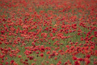 Common field poppy (Papaver rhoeas) red wildflower flowers poppies in a poppyfield in summer,