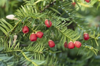 Common yew tree (Taxus baccata) red berries in autumn, England, United Kingdom