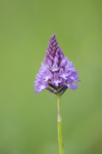 Pyramidal orchid (Anacamptis pyramidalis) single pink wildflower flower in summer, England, United