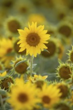 Annual sunflower (Helianthus annuus) yellow flower in summer, England, United Kingdom