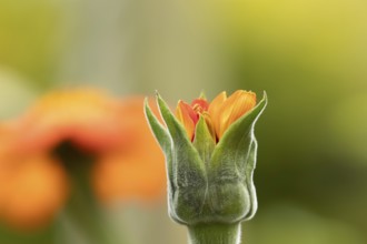 Mexican sunflower (Tithonia spp) 'Goldfinger' garden annual orange flower bub in summer, England,