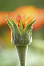 Mexican sunflower (Tithonia spp) 'Goldfinger' garden annual orange flower bub in summer, England,
