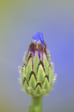 Cornflower (Centaurea cyanus) annual wildflower blue flower in summer, England, United Kingdom