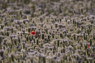 Phacelia (Phacelia tanacetifolia) field of flowers with a single Common field poppy (Papaver