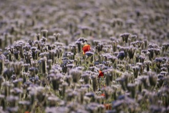 Phacelia (Phacelia tanacetifolia) field of flowers with Common field poppy (Papaver rhoeas) red