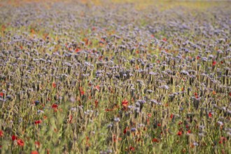 Phacelia (Phacelia tanacetifolia) and Common field poppy (Papaver rhoeas) red wildflower flowers in