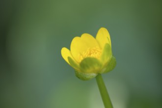 Lesser celandine (Ficaria verna) single yellow wildflower flower in spring, England, United Kingdom