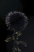 Globe thistle (Echinops bannaticus) single garden flower backlit in summer, England, United Kingdom