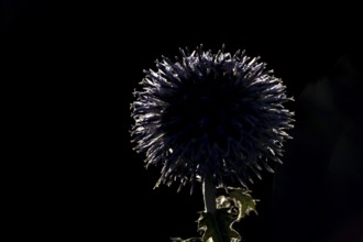 Globe thistle (Echinops bannaticus) single garden flower backlit in summer, England, United Kingdom