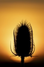 Teasel (Dipsacus fullonum) silhouette of a single plant seedhead at sunset, England, United Kingdom